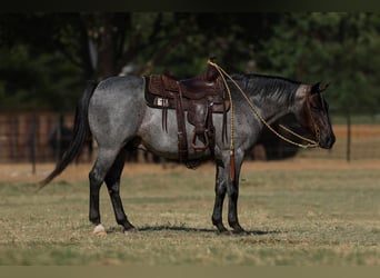 Poni cuarto de milla, Caballo castrado, 11 años, 142 cm, Ruano azulado