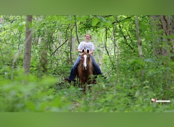 Poni cuarto de milla, Caballo castrado, 11 años, Alazán-tostado