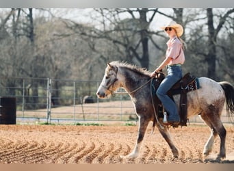 Poni cuarto de milla, Caballo castrado, 12 años, 122 cm