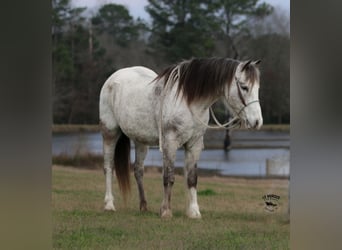 Poni cuarto de milla, Caballo castrado, 12 años, 122 cm