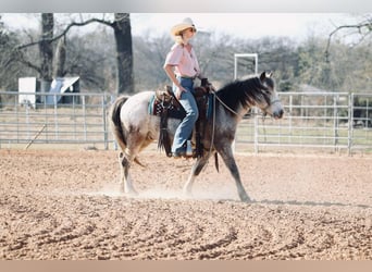 Poni cuarto de milla, Caballo castrado, 12 años, 122 cm