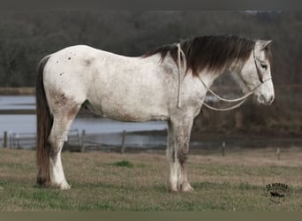 Poni cuarto de milla, Caballo castrado, 12 años, 122 cm