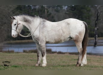 Poni cuarto de milla, Caballo castrado, 12 años, 122 cm