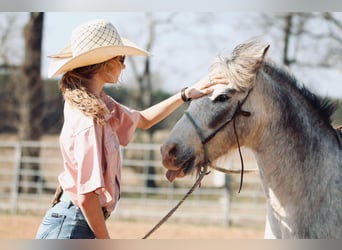 Poni cuarto de milla, Caballo castrado, 12 años, 122 cm