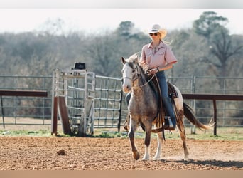 Poni cuarto de milla, Caballo castrado, 12 años, 122 cm