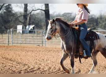 Poni cuarto de milla, Caballo castrado, 12 años, 122 cm