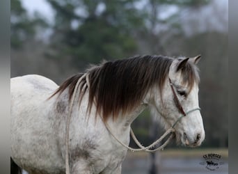 Poni cuarto de milla, Caballo castrado, 12 años, 122 cm