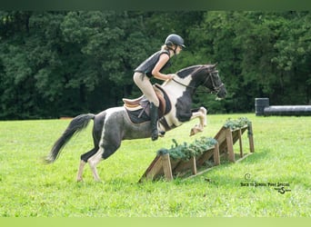 Poni cuarto de milla Mestizo, Caballo castrado, 12 años, 127 cm, Pío