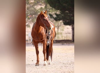 Poni cuarto de milla, Caballo castrado, 12 años, 132 cm, Alazán rojizo