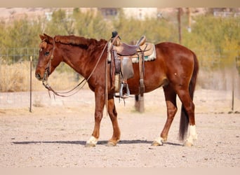 Poni cuarto de milla, Caballo castrado, 12 años, 132 cm, Alazán rojizo