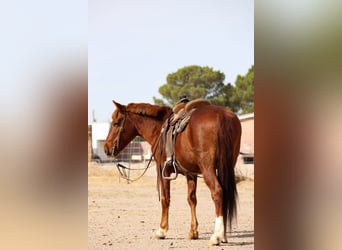 Poni cuarto de milla, Caballo castrado, 12 años, 132 cm, Alazán rojizo