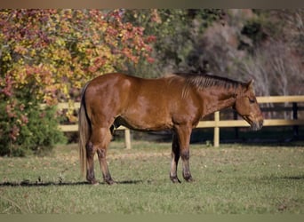 Poni cuarto de milla, Caballo castrado, 12 años, 132 cm, Alazán-tostado