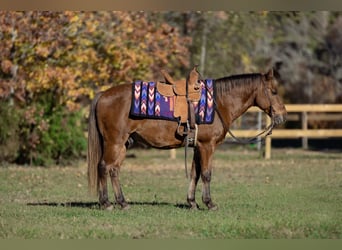 Poni cuarto de milla, Caballo castrado, 12 años, 132 cm, Alazán-tostado