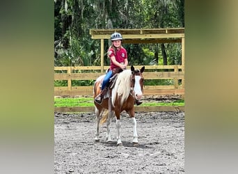 Poni cuarto de milla, Caballo castrado, 12 años, 132 cm