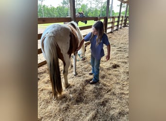 Poni cuarto de milla, Caballo castrado, 12 años, 132 cm