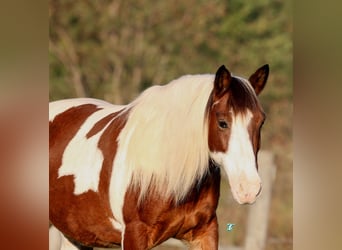 Poni cuarto de milla, Caballo castrado, 12 años, 132 cm