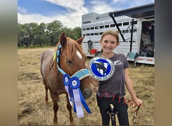 Poni cuarto de milla, Caballo castrado, 12 años, 135 cm