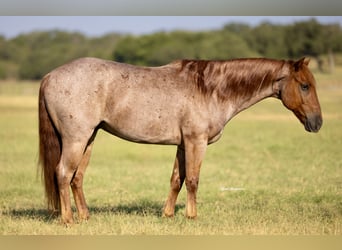 Poni cuarto de milla, Caballo castrado, 12 años, 135 cm