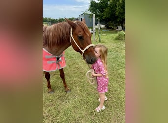 Poni cuarto de milla, Caballo castrado, 12 años, 135 cm, Ruano alazán