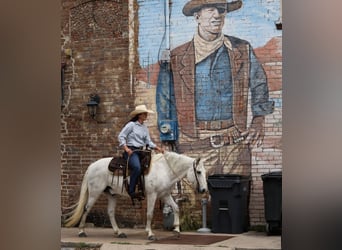 Poni cuarto de milla, Caballo castrado, 12 años, 142 cm, Tordo