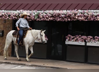 Poni cuarto de milla, Caballo castrado, 12 años, 142 cm, Tordo