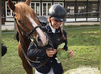 Poni cuarto de milla, Caballo castrado, 12 años, 152 cm, Alazán