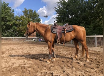 Poni cuarto de milla, Caballo castrado, 12 años, 152 cm, Alazán