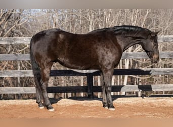 Poni cuarto de milla, Caballo castrado, 12 años, Castaño rojizo