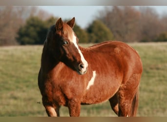 Poni cuarto de milla, Caballo castrado, 13 años, 122 cm