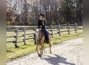 Poni cuarto de milla, Caballo castrado, 13 años, 122 cm, Palomino