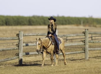 Poni cuarto de milla, Caballo castrado, 13 años, 122 cm, Palomino