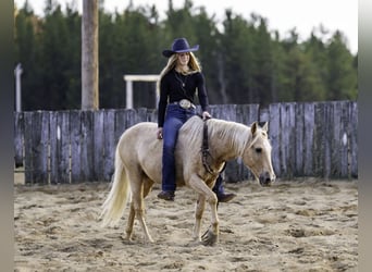 Poni cuarto de milla, Caballo castrado, 13 años, 122 cm, Palomino