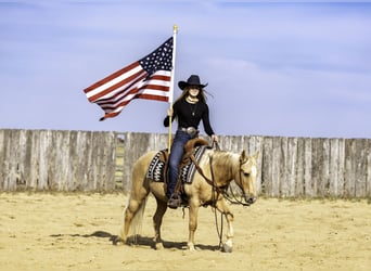 Poni cuarto de milla, Caballo castrado, 13 años, 122 cm, Palomino