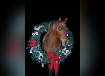 Poni cuarto de milla, Caballo castrado, 13 años, 132 cm, Alazán-tostado