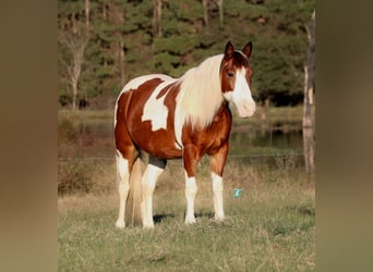 Poni cuarto de milla, Caballo castrado, 13 años, 132 cm