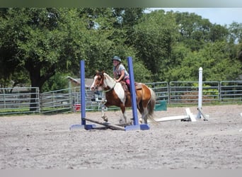 Poni cuarto de milla, Caballo castrado, 13 años, 132 cm