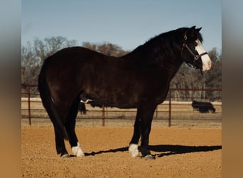 Poni cuarto de milla, Caballo castrado, 13 años, 140 cm, Negro