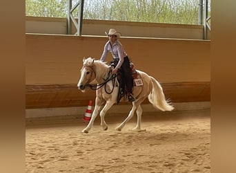 Poni cuarto de milla, Caballo castrado, 13 años, 140 cm, Pío