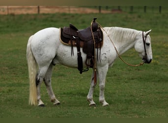 Poni cuarto de milla, Caballo castrado, 13 años, 142 cm, Tordo