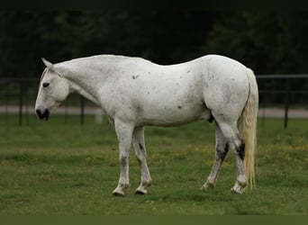 Poni cuarto de milla, Caballo castrado, 13 años, 142 cm, Tordo