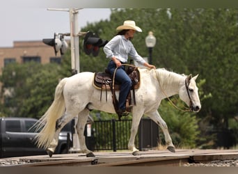 Poni cuarto de milla, Caballo castrado, 13 años, 142 cm, Tordo