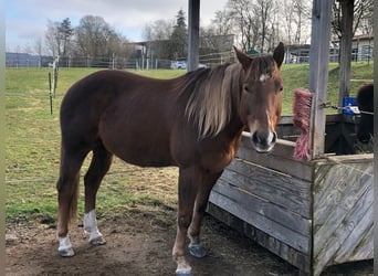 Poni cuarto de milla, Caballo castrado, 13 años, 160 cm