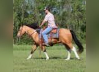 Poni cuarto de milla, Caballo castrado, 13 años, Buckskin/Bayo