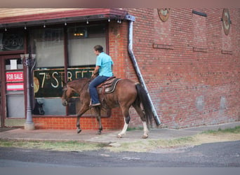 Poni cuarto de milla, Caballo castrado, 13 años, Castaño-ruano