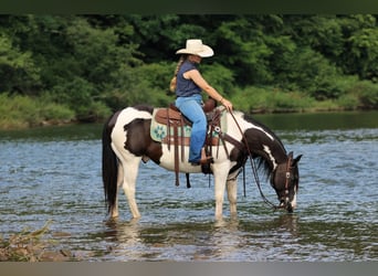 Poni cuarto de milla, Caballo castrado, 13 años, Pío