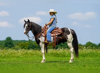 Poni cuarto de milla, Caballo castrado, 13 años, Pío