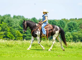 Poni cuarto de milla, Caballo castrado, 13 años, Pío