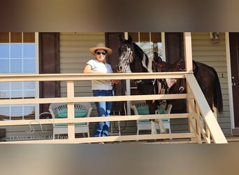 Poni cuarto de milla, Caballo castrado, 14 años, 132 cm, Tobiano-todas las-capas