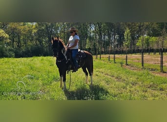 Poni cuarto de milla, Caballo castrado, 14 años, 132 cm, Tobiano-todas las-capas