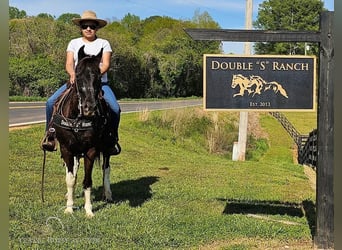 Poni cuarto de milla, Caballo castrado, 14 años, 132 cm, Tobiano-todas las-capas